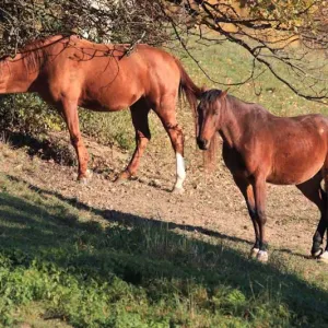 k018.jpg