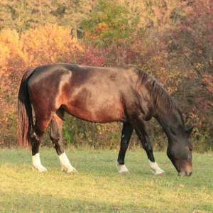 k026.jpg